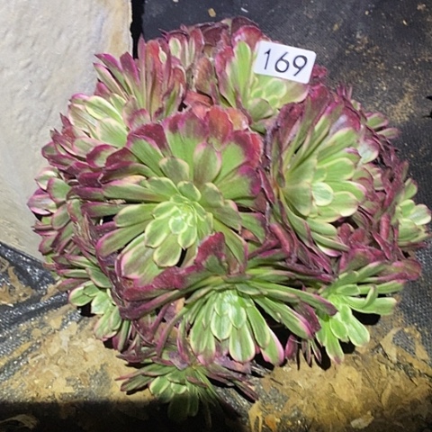 多肉植物法师169紫嫣