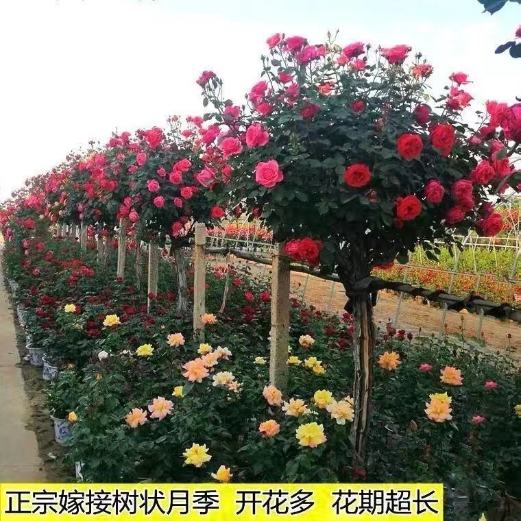 高杆树桩月季 顺丰包邮花园植物 四季开花庭院阳台盆栽地栽
