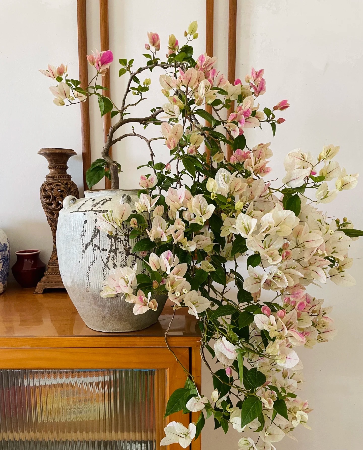 三角梅一物一拍（请勿盲拍）