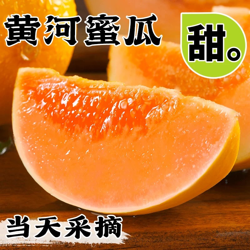 正宗甘肃民勤头茬黄河蜜瓜当季新鲜水果现摘甜瓜黄金蜜瓜民勤蜜瓜