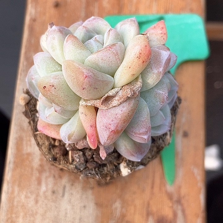 多肉植物冰玉7多肉