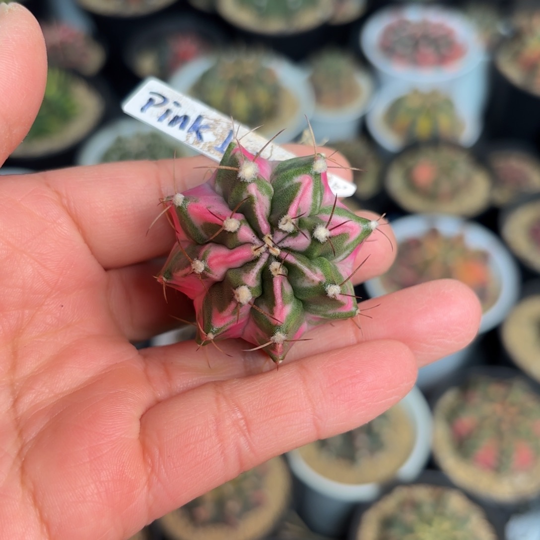 泰系米哈仙人球10