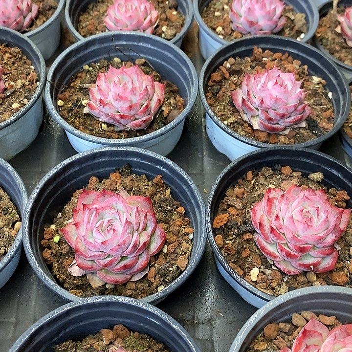 110。侧影。福利多多