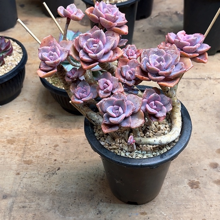 多肉植物，彩虹糖