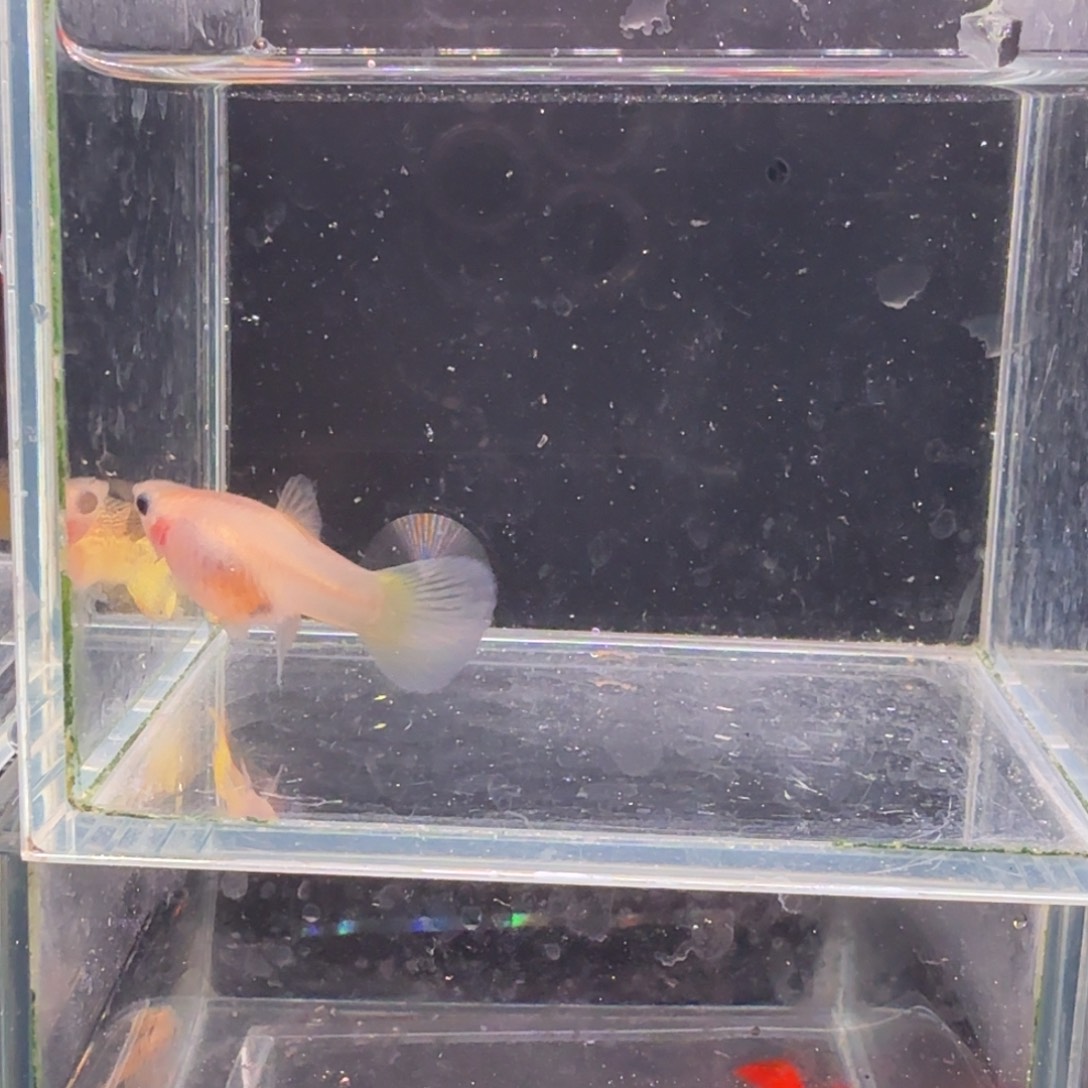 孔雀鱼黄金蕾丝玻璃猫1对