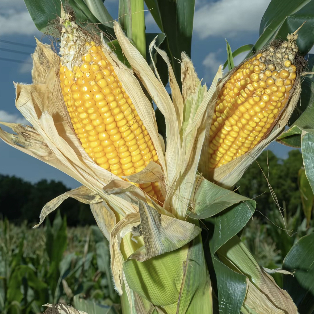 云南玉米通用链接2