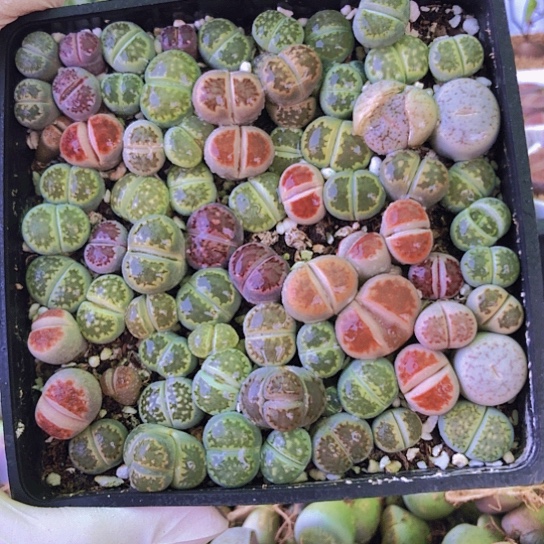 无花朵0934，10厘米盆小