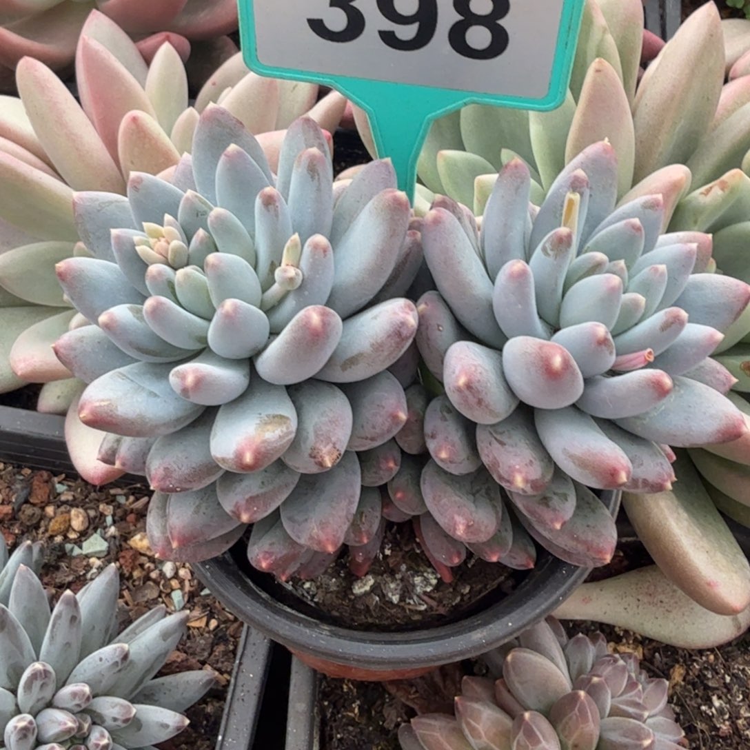 星月菩提一物一拍398