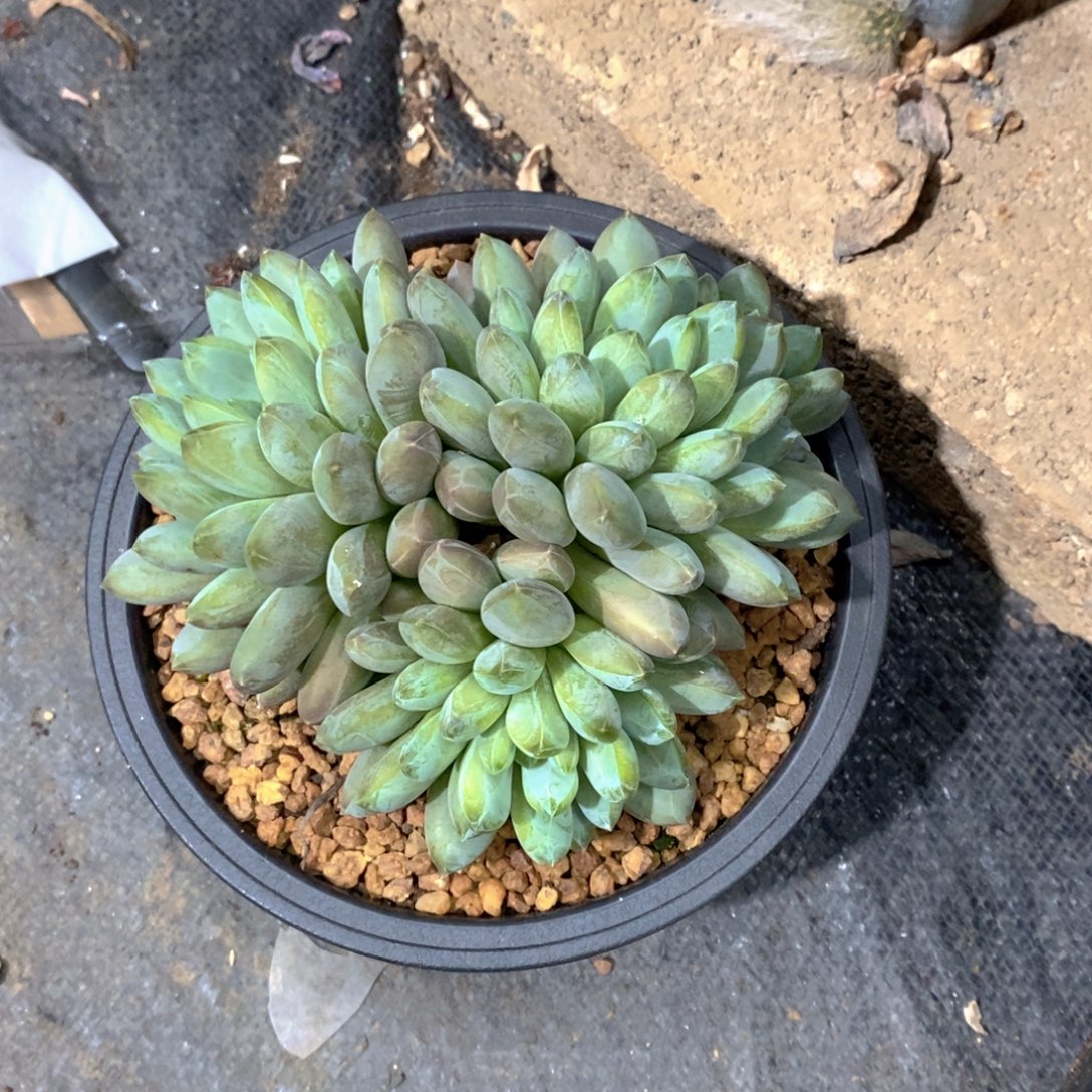 爆****咖啡豆多肉植物小群