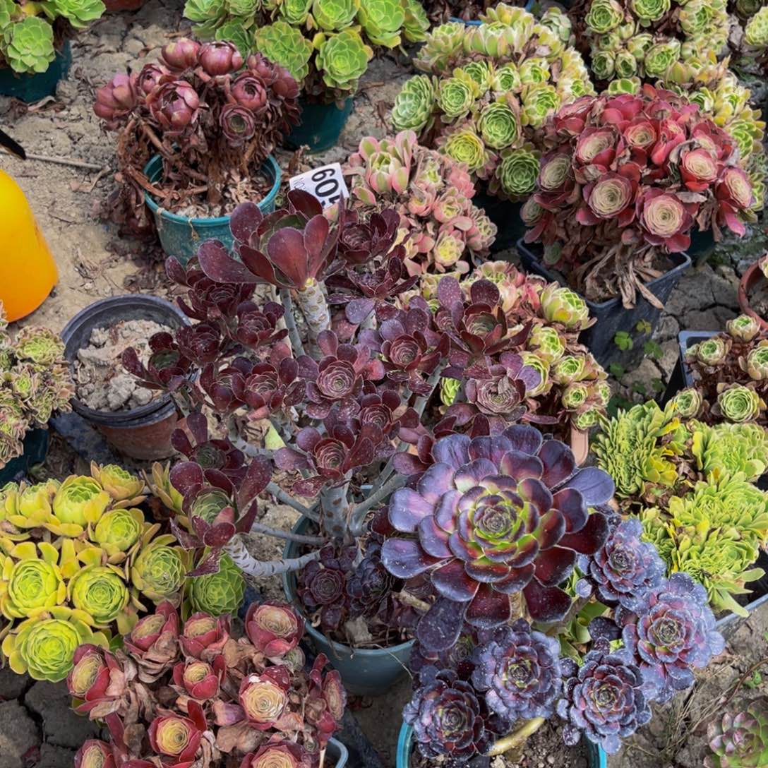 两颗圆叶法师5-28