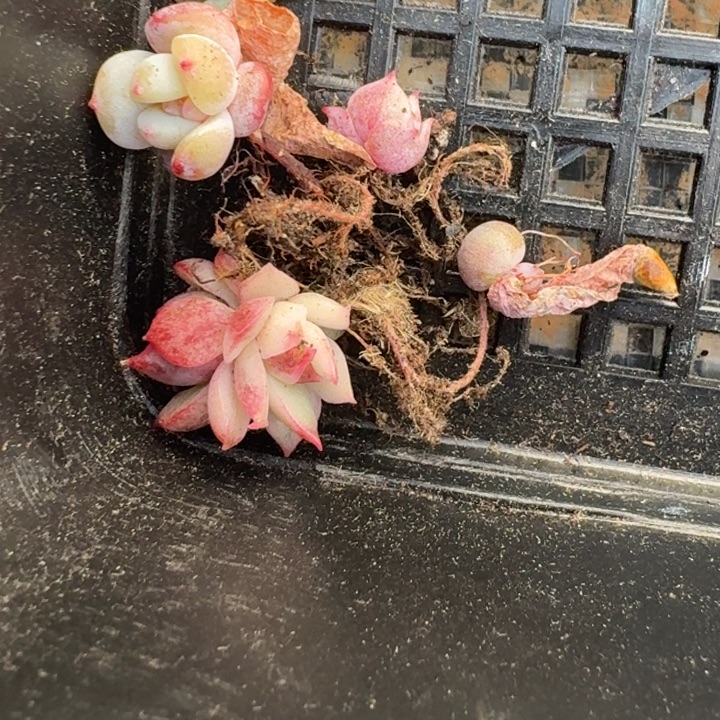 星影黑水一物一拍