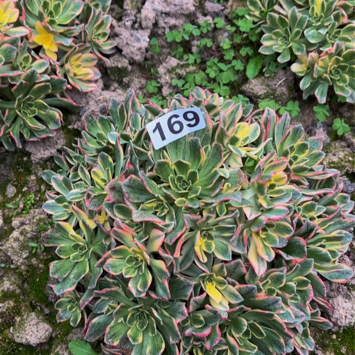 169甜茶多肉植物