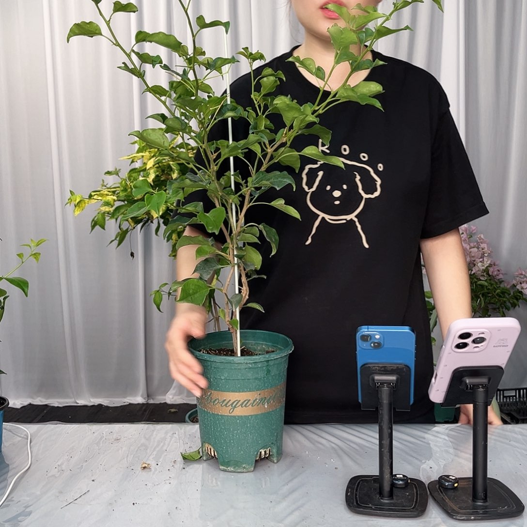 大部分开放少量花苞蒙日落带竹一颗