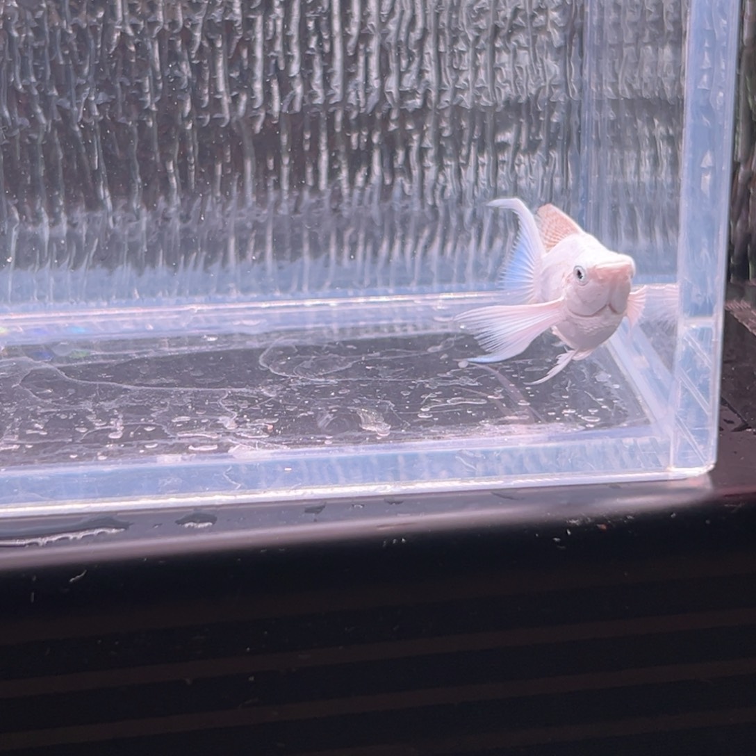 孔雀鱼玛丽鱼一条