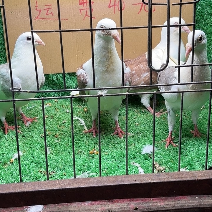 2中国大陆散装蝴蝶背青年两对