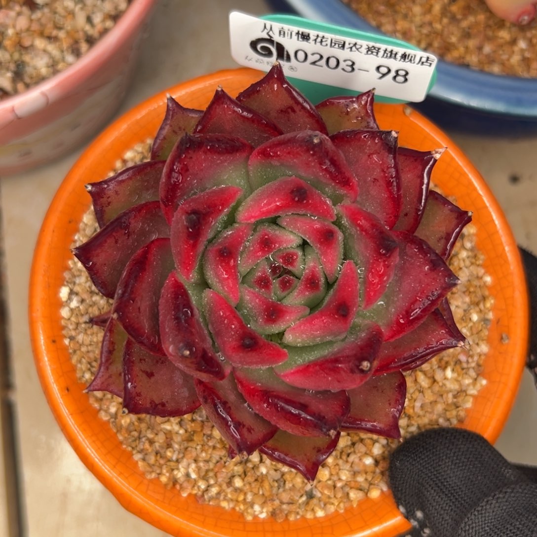 多肉一物一拍0203-98