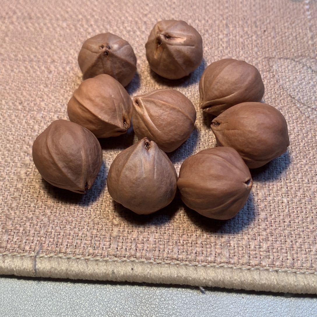 橄榄核其他M*張橄榄核素串