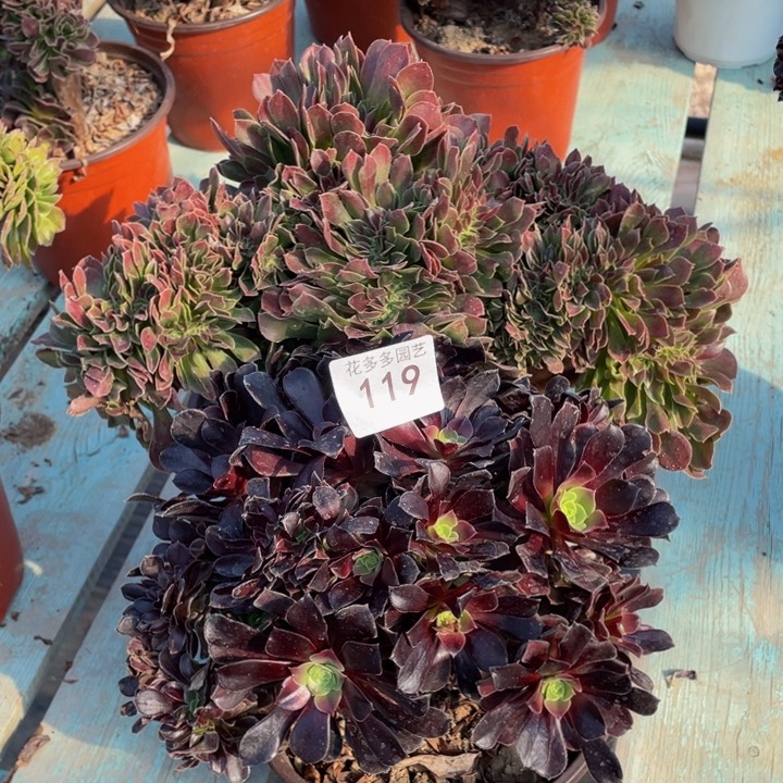 119号俩颗法师缀花