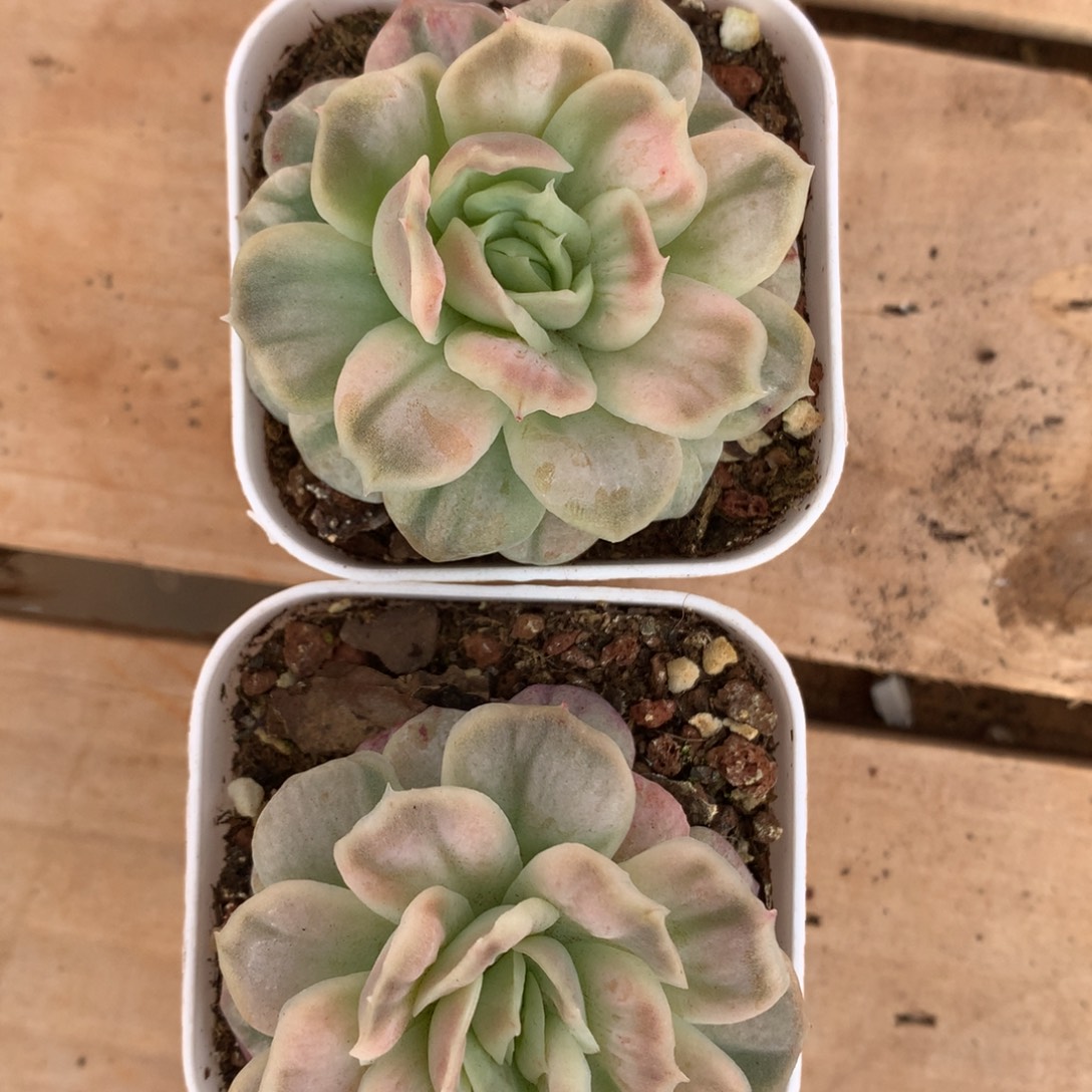 王***！大帅专拍，一物一拍