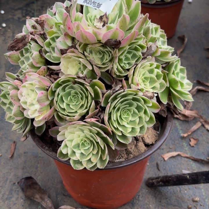 瑞妈多肉园艺474海王