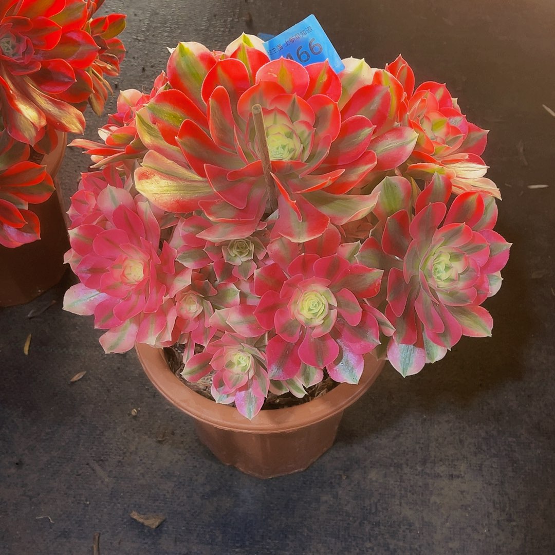 女巫466拖土发货