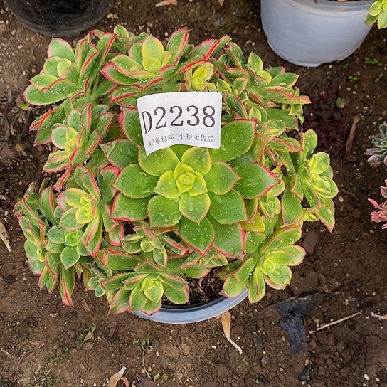 2238艳日辉多肉有断枝处理