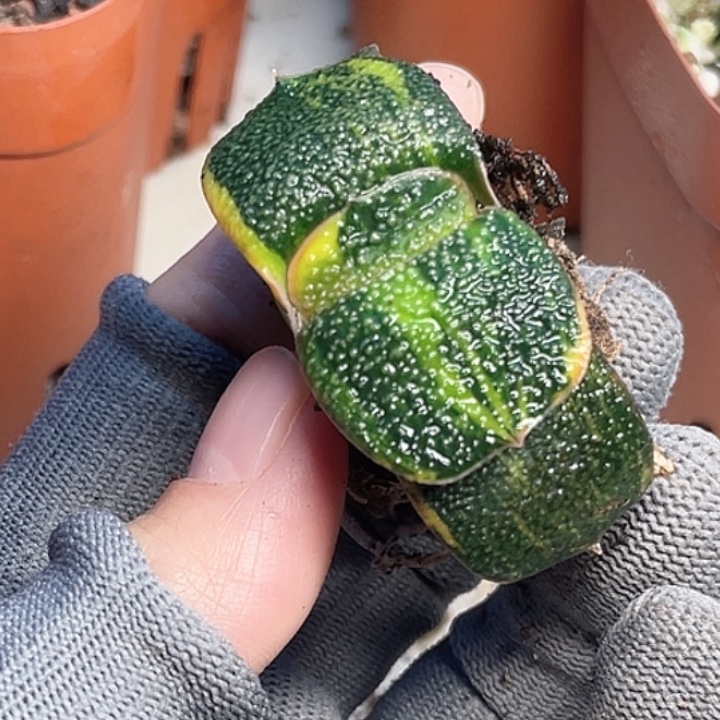 爆***珠客户专拍一物一拍