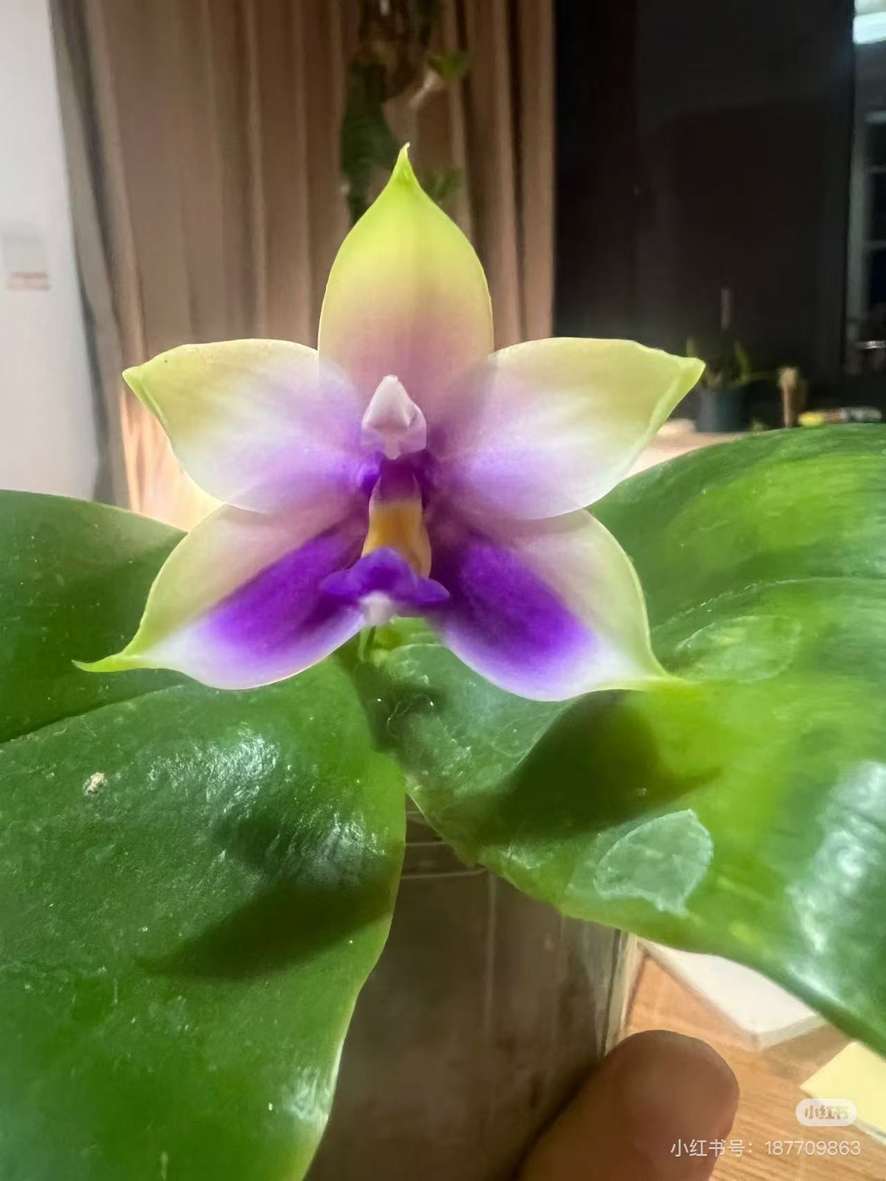 蝴蝶兰 2.5杯蓝色贝丽娜（花剑）