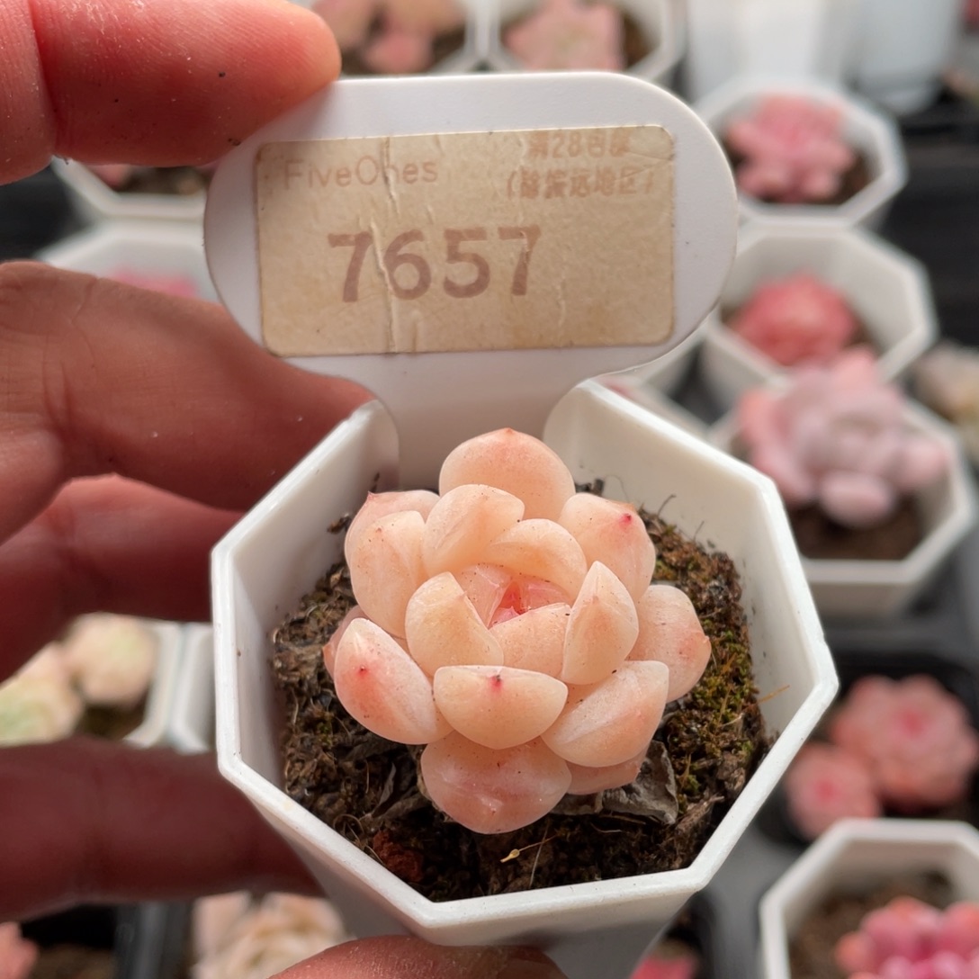 冰魄7657-3.0厘米