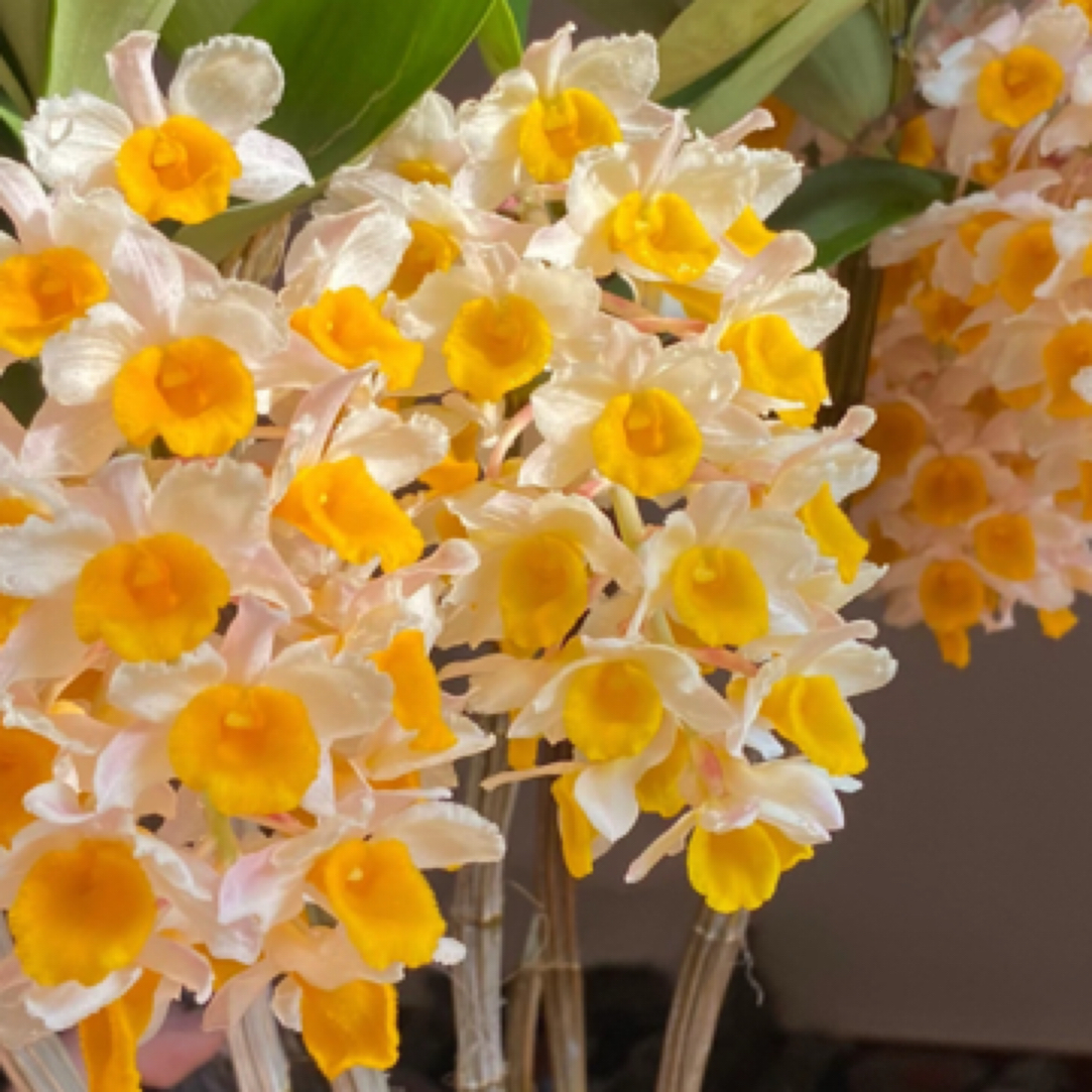 球花石斛盆栽种植适合客厅阳台好养可养室外花大花期长