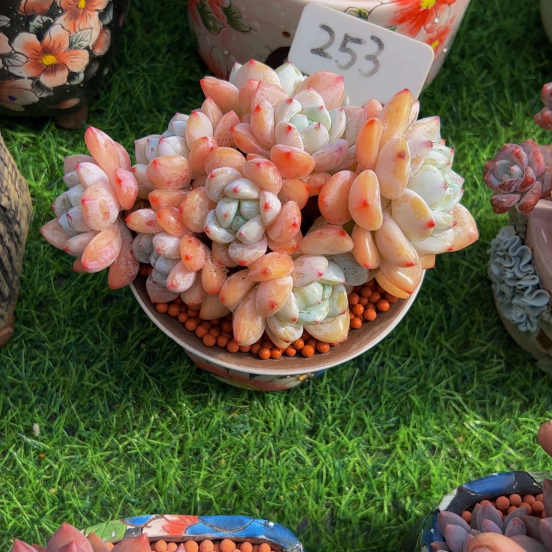 @****小老桩冷香多肉植物