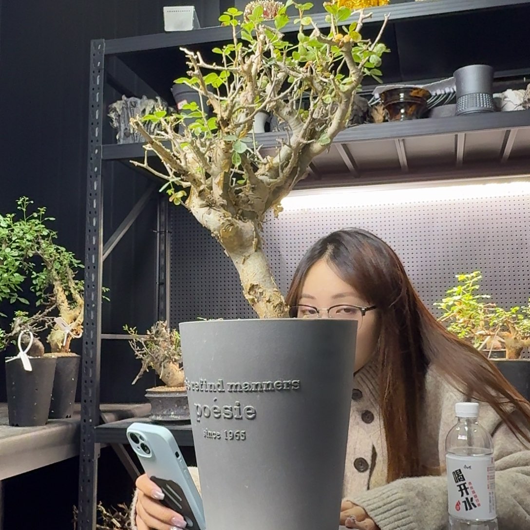 黄金橄榄熟桩养定