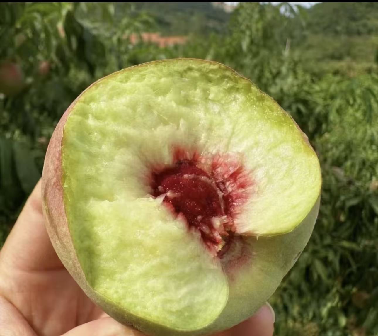 沂蒙山小冬枣桃脆甜离核现摘应季山桃小毛桃新鲜水果脆桃