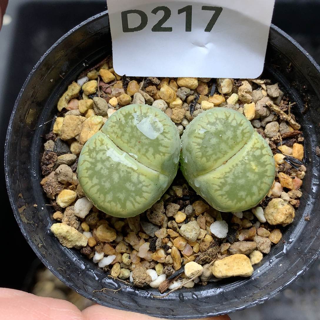 D217多肉植物保护