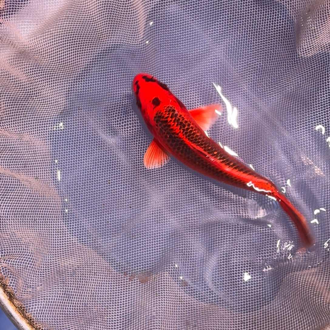 锦鲤精品锦鲤大放漏