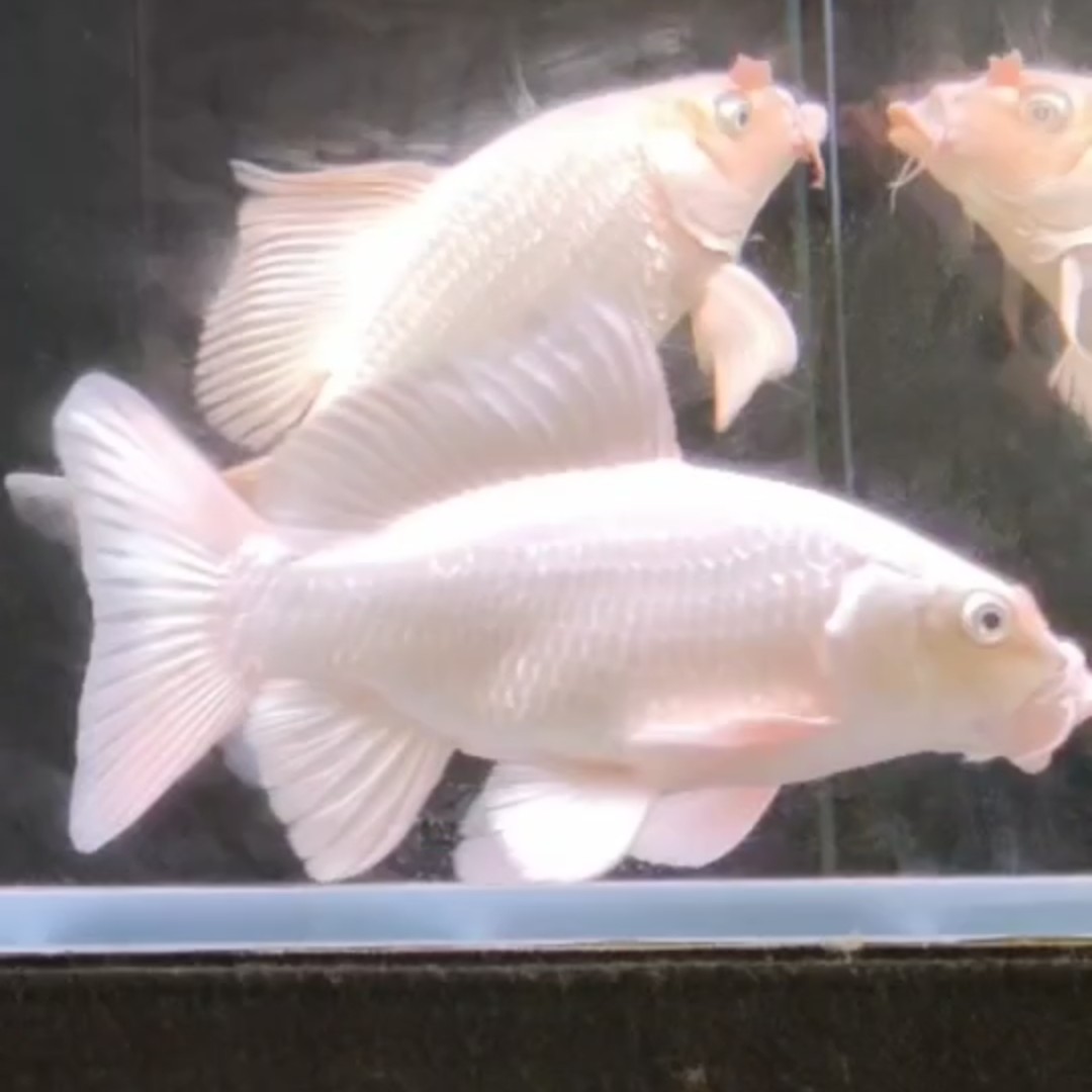 白色蝴蝶鲤一鱼一拍【直播间专属】
