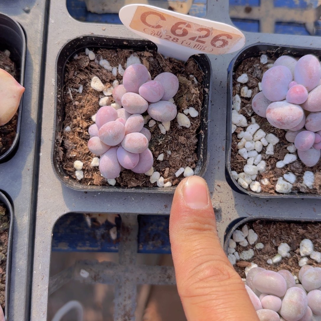 C626彩虹奶一物一拍