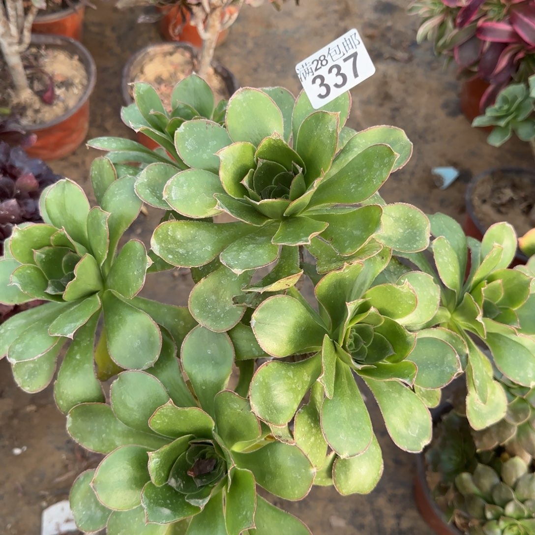艳姿多肉337满28包邮断枝不包