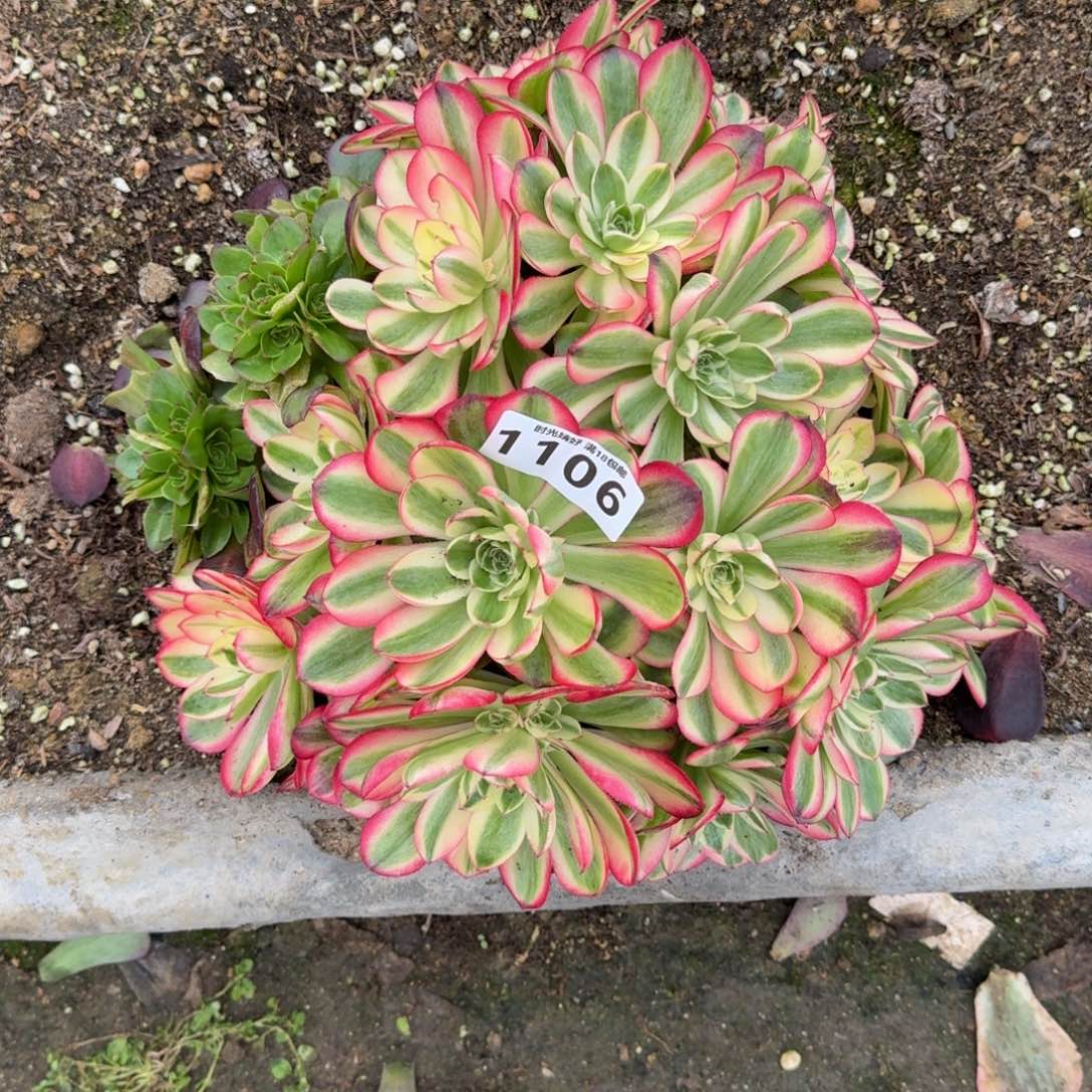 1106荔枝多肉植物