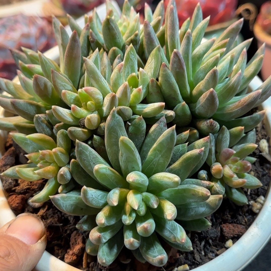 炫彩星一物一拍包装收缩花旱