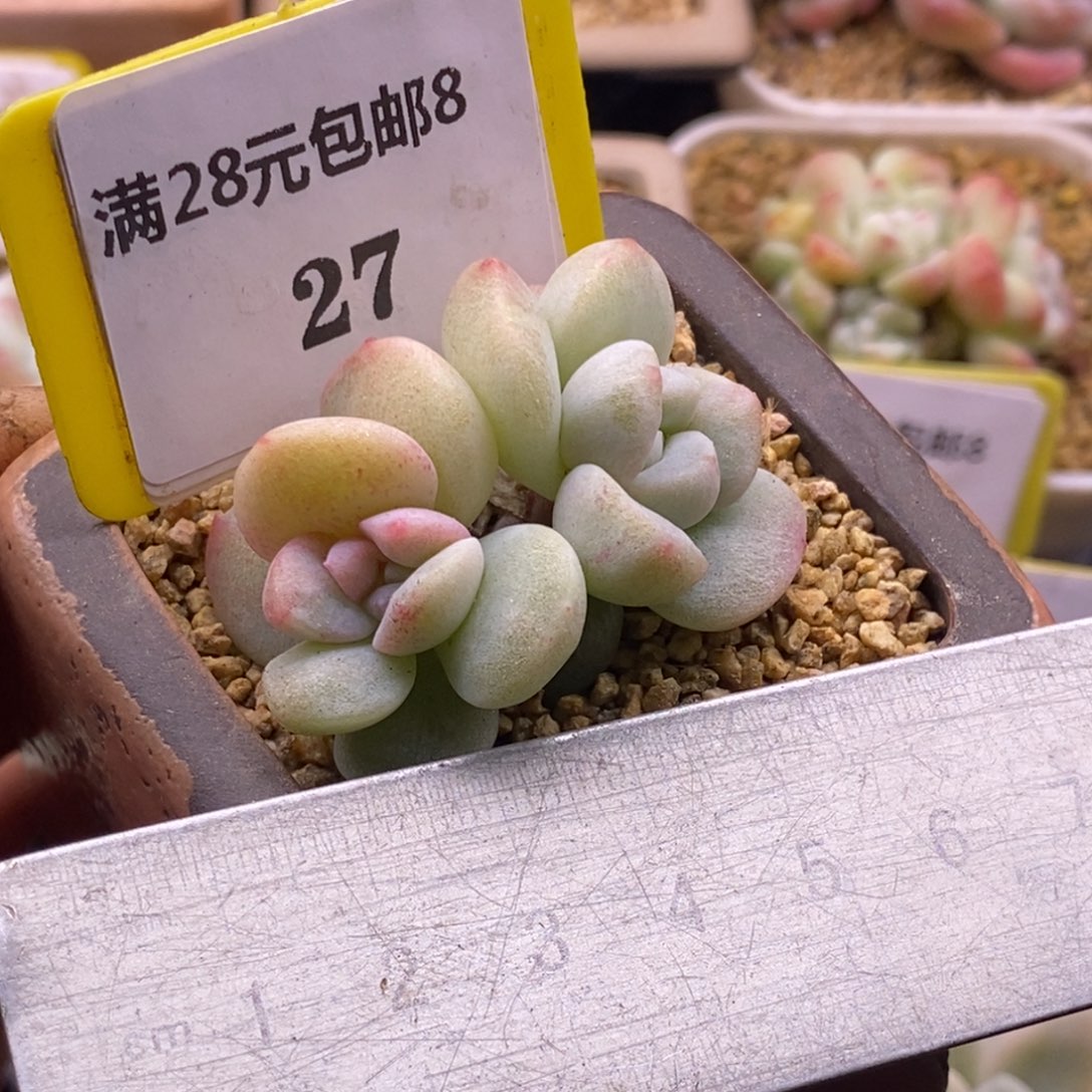 827冰玉石化锦粉锦多肉