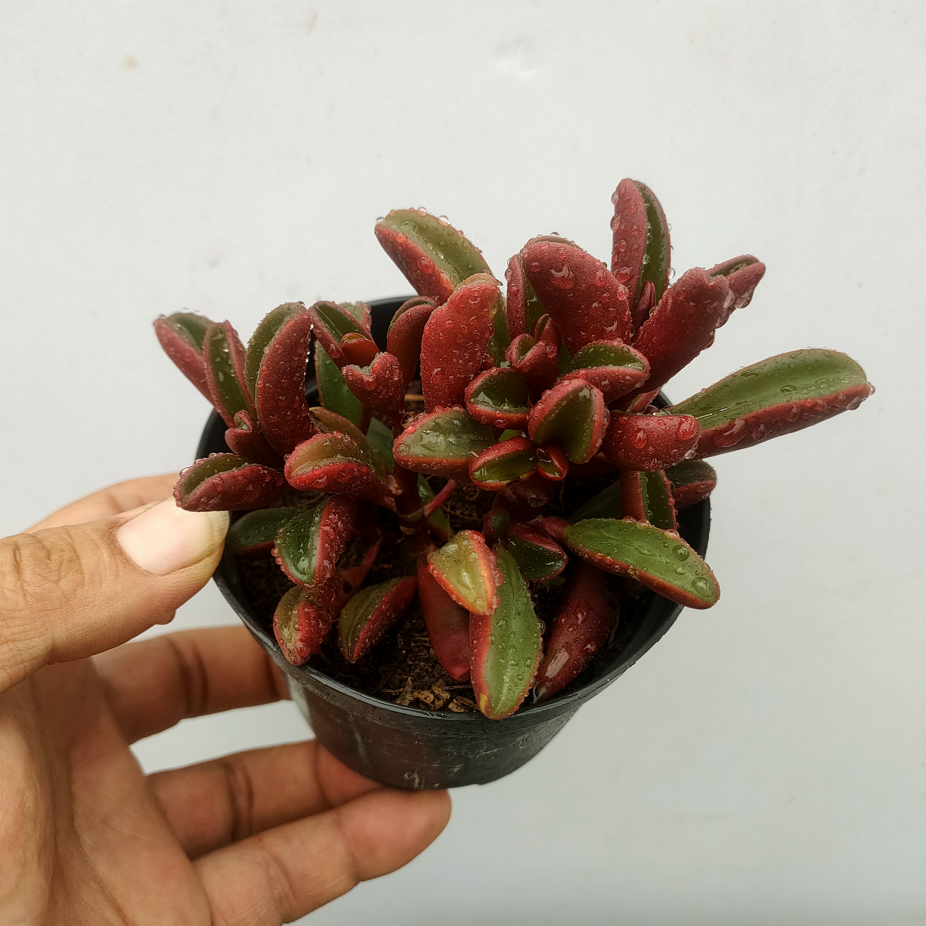 红背椒草 满20包邮 6厘米不带盆土发货轻微掉叶长沙星昊多肉植物