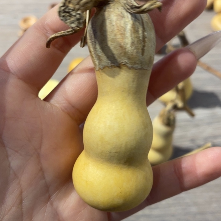 江***熙大爆头葫芦粗嘴葫芦