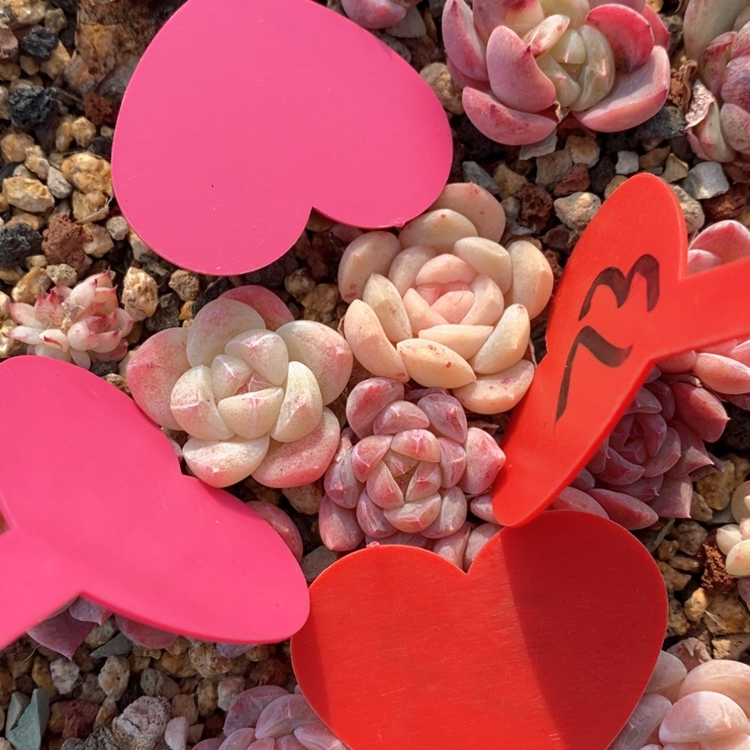 精品多肉一物一拍不包整74