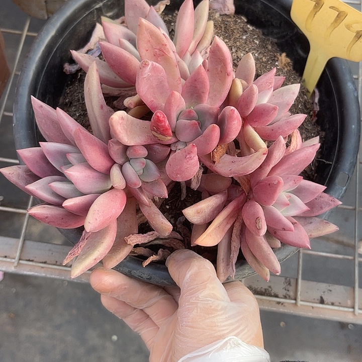 两单包邮，一物一拍779桃花源