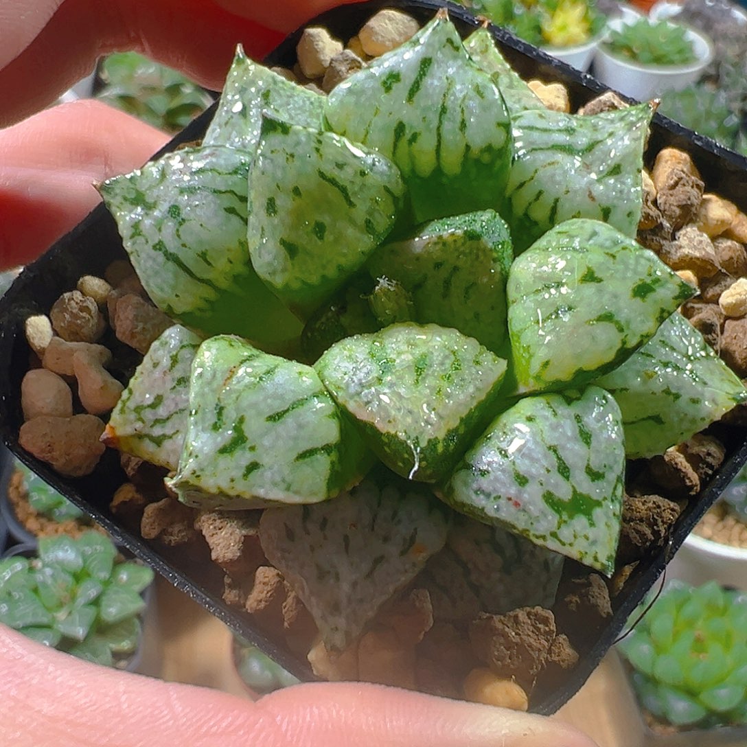 方盆潘多拉魔盒玉露多肉植物一颗