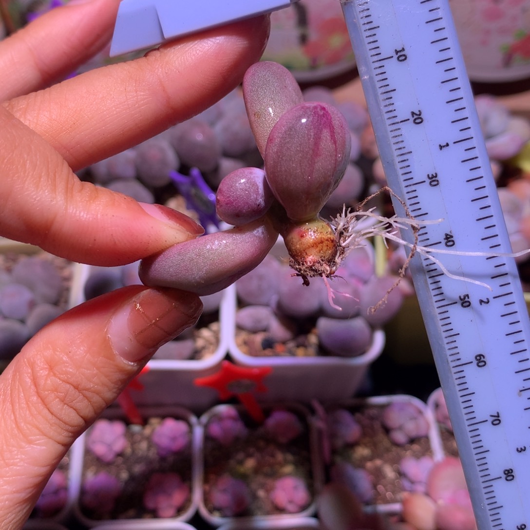 锦纹老桩大叶奶 不凑满28元发一片叶 不售后 到付