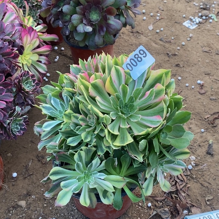 089光辉七彩手捧多肉法师