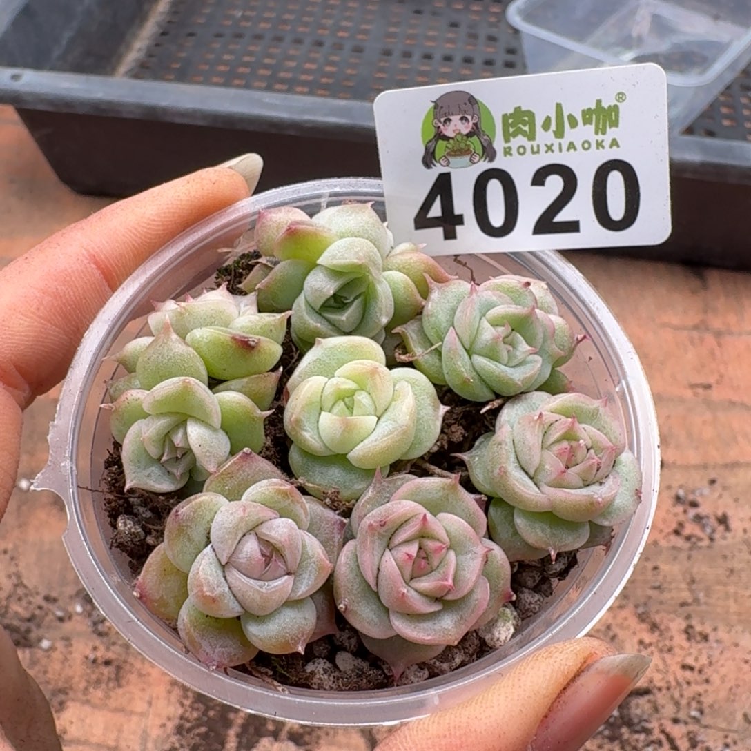 饼***干多肉植物多肉植物