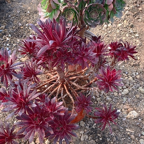 758法师2棵特价不包损多肉植物